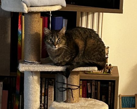 Donne chatte 1 ans – Chat / Chaton à donner à Valenciennes (59)