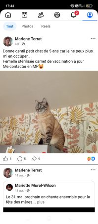 Donne chatte 5 ans stérilisée pucée carnet de vaccination à jour – Chat / Chaton à donner à Firminy (42)