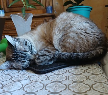 Donne.chatte de 5 ans, stérilisée, pucée, vaccination à jour car je ne peux malheureusement plus en prendre soin – Chat / Chaton à donner à Firminy (42) (photo 5)