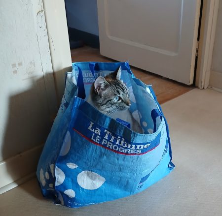 Donne.chatte de 5 ans, stérilisée, pucée, vaccination à jour car je ne peux malheureusement plus en prendre soin – Chat / Chaton à donner à Firminy (42) (photo 6)