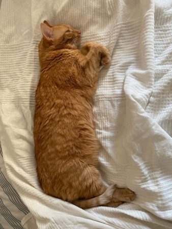 Donne chatte rousse 9ans – Chat / Chaton à donner à Paris (75) (photo 2)