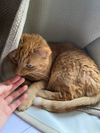 Donne chatte rousse 9ans – Chat / Chaton à donner à Paris (75) (photo 5)