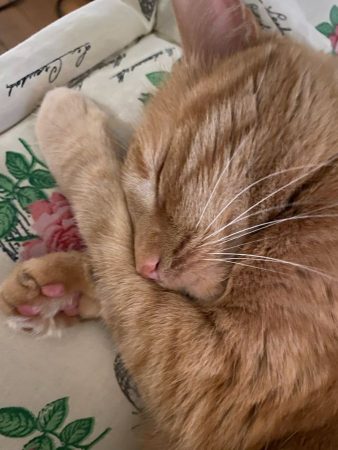 Donne chatte rousse 9ans – Chat / Chaton à donner à Paris (75) (photo 3)