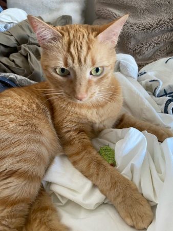 Donne chatte rousse 9ans – Chat / Chaton à donner à Paris (75) (photo 6)