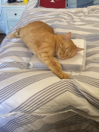 Donne chatte rousse 9ans – Chat / Chaton à donner à Paris (75) (photo 4)