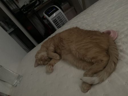 Donne chatte rousse 9ans – Chat / Chaton à donner à Paris (75)