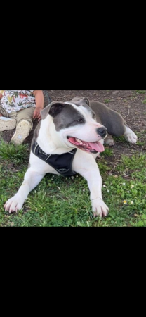 Donne chien – Chien / Chiot à donner à Poitiers (86)