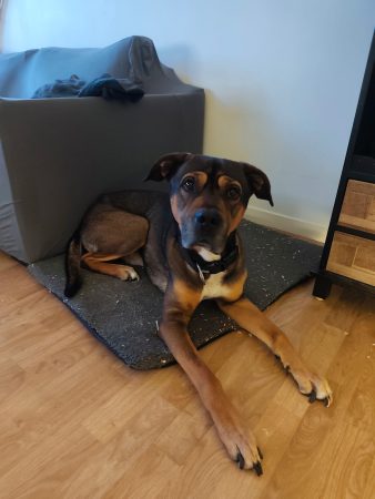 Donne chien mâle Donne chien mâle – Chien / Chiot à donner à Anglet (64)