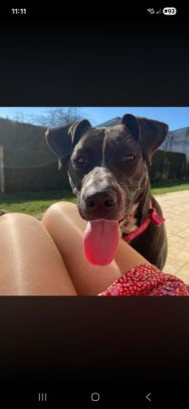 Donne chiens – Chien / Chiot à donner à Radepont (27)