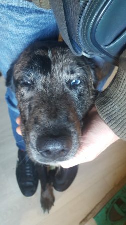 Donne deux chiens de type berger – Chien / Chiot à donner à Allogny (18)