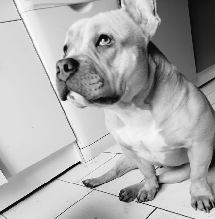 Donne femelle américan bully Donne femelle américan bully – Chien / Chiot à donner à Trelon (59) (photo 2)