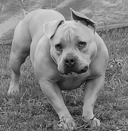 Donne femelle américan bully – Chien / Chiot à donner à Trelon (59)