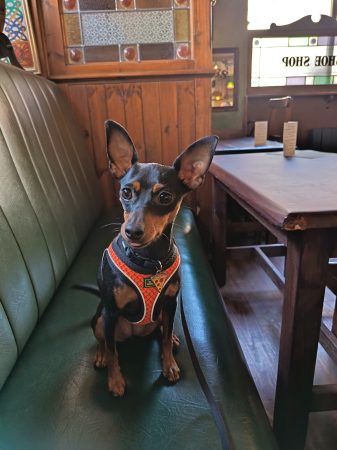 Donne femelle Pinscher nain de 14 mois, stérilisée et pucée – Chien / Chiot à donner à Nimes (30)