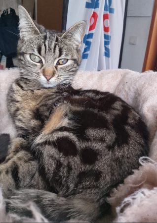 Donne jeune chatte 5 mois Donne jeune chatte 5 mois – Chat / Chaton à donner à Lens (62)