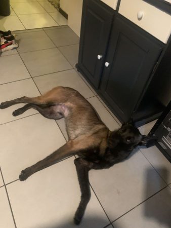Donne malinois de 17 mois – Chien / Chiot à donner à Vizille (38) (photo 2)