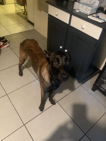 Donne malinois de 17 mois – Chien / Chiot à donner à Vizille (38) (photo 3)