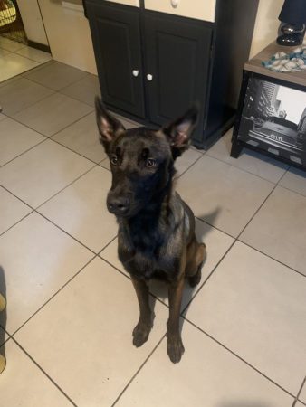 Donne malinois de 17 mois – Chien / Chiot à donner à Vizille (38)