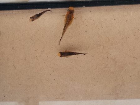 Donne mollys et pelmatos – Poisson à donner à Vannes (56) (photo 3)