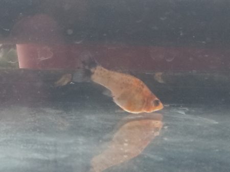 Donne mollys et pelmatos – Poisson à donner à Vannes (56)