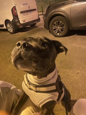 Donne staffy Donne staffy – Chien / Chiot à donner à Marseille (13) (photo 5)