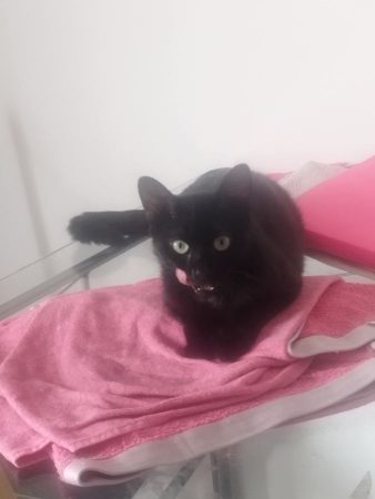 Femelle tina – Chat / Chaton à donner à Seichamps (54)