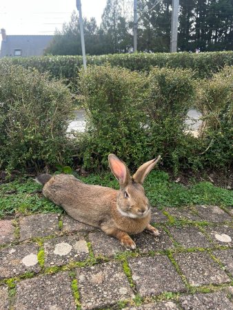 Je cherche une famille pour lapin – Lapin à donner à Angers (49)