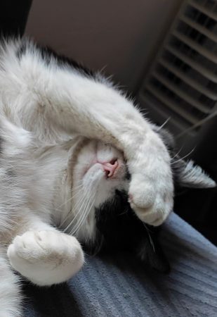 Je donne mon chat adulte de 5 ans pour cause de déménagement Je donne mon chat adulte de 5 ans pour cause de déménagement – Chat / Chaton à donner à Vaux Sous Chevremont (40) (photo 2)
