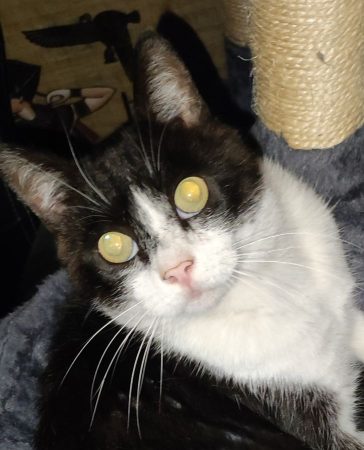 Je donne mon chat adulte de 5 ans pour cause de déménagement Je donne mon chat adulte de 5 ans pour cause de déménagement – Chat / Chaton à donner à Vaux Sous Chevremont (40) (photo 3)