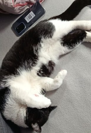 Je donne mon chat adulte de 5 ans pour cause de déménagement – Chat / Chaton à donner à Vaux Sous Chevremont (40)