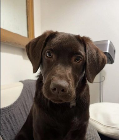 Labrador 10 Mois – Chien / Chiot à donner à Montauban (82)