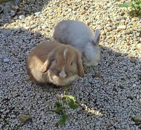 Lapin minilop – Lapin à vendre à Hyeres (83)