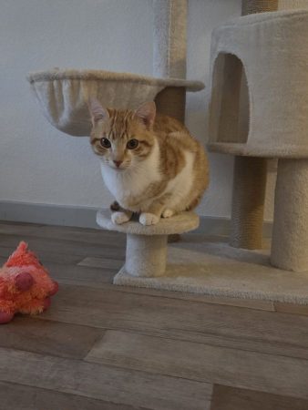 Le chat cherche une famille Le chat cherche une famille – Chat / Chaton à donner à Luz St Sauveur (65) (photo 2)