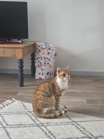 Le chat cherche une famille Le chat cherche une famille – Chat / Chaton à donner à Luz St Sauveur (65) (photo 3)