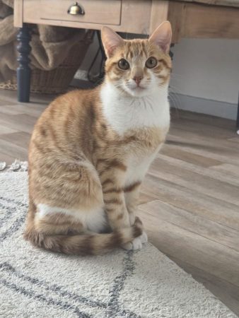 Le chat cherche une famille – Chat / Chaton à donner à Luz St Sauveur (65)