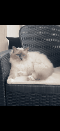 Mâle Sacré de Birmanie – Chat / Chaton à vendre à Colombes (92)