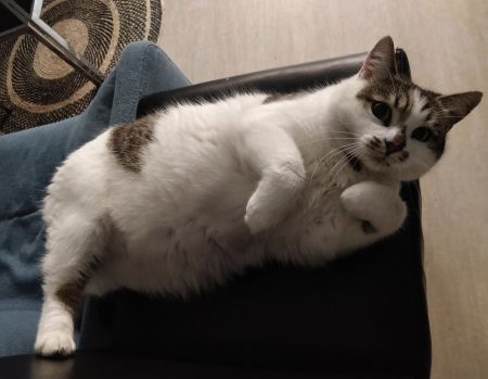 Nous recherchons une nouvelle famille pour notre chatte, "Racoon" Nous recherchons une nouvelle famille pour notre chatte, "Racoon" – Chat / Chaton à vendre à Paris (75) (photo 2)