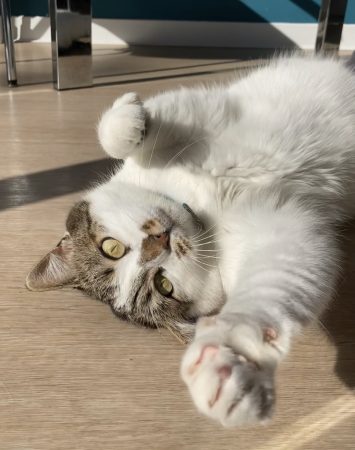 Nous recherchons une nouvelle famille pour notre chatte, "Racoon" Nous recherchons une nouvelle famille pour notre chatte, "Racoon" – Chat / Chaton à vendre à Paris (75) (photo 3)