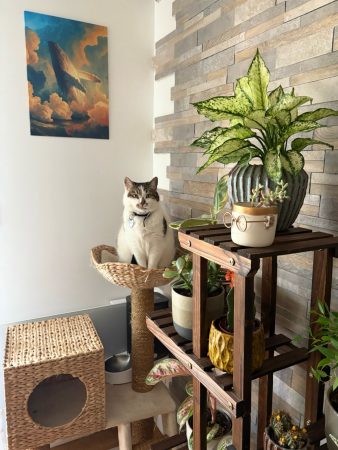 Nous recherchons une nouvelle famille pour notre chatte, "Racoon" – Chat / Chaton à vendre à Paris (75)