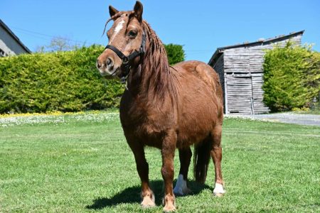 Poney OC type shetland – Cheval / Poney à vendre à Paussac (24) (photo 2)