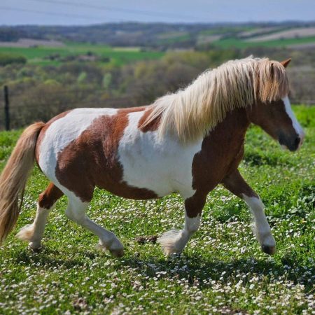 Poney OC type shetland – Cheval / Poney à vendre à Paussac (24) (photo 3)