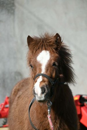 Poney OC type shetland – Cheval / Poney à vendre à Paussac (24)