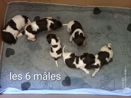 Superbes petits Munsterlander – Chien / Chiot à vendre à Les Bordes (45)