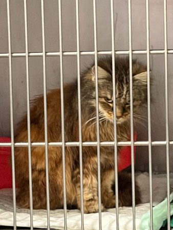 Urgence euthanasie demain – Chat / Chaton à donner à Angers (49)