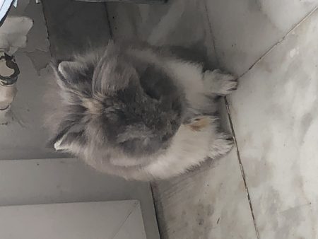 Urgent : Je donne Grisou adorable petit nain Urgent : Je donne Grisou adorable petit nain – Lapin à donner à Marseille (13) (photo 2)