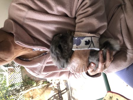 Urgent : Je donne Grisou adorable petit nain Urgent : Je donne Grisou adorable petit nain – Lapin à donner à Marseille (13) (photo 3)