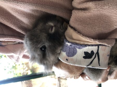 Urgent : Je donne Grisou adorable petit nain – Lapin à donner à Marseille (13)