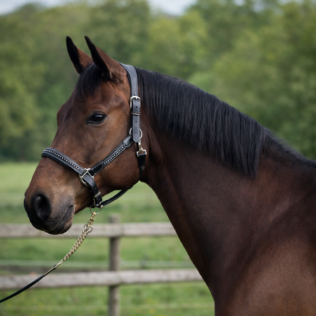 Vente de mon adorable me Too – Cheval / Poney à vendre à Bern (30)