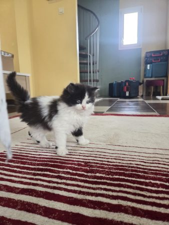 3 Chatons à donner européens – Chat / Chaton à vendre à Nantes (44) (photo 2)