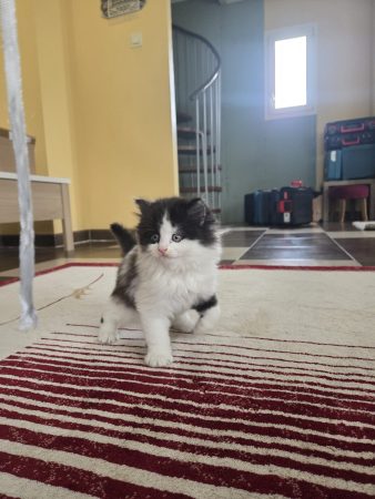 3 Chatons à donner européens – Chat / Chaton à vendre à Nantes (44)
