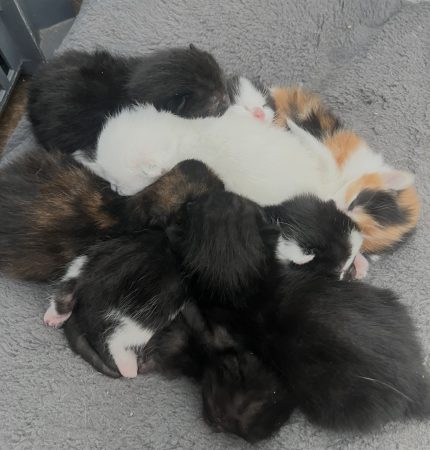 8 chatons – Chat / Chaton à donner à Chalonnes Sur Loire (49) (photo 2)